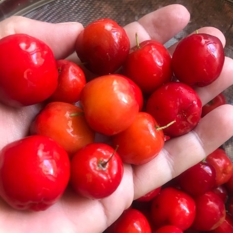 Acerola - dlaczego warto po nią sięgać nie tylko w okresie jesienno - zimowym?