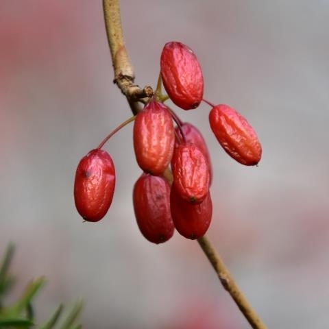 Berberyna – działanie, właściwości. Na co stosować berberynę?