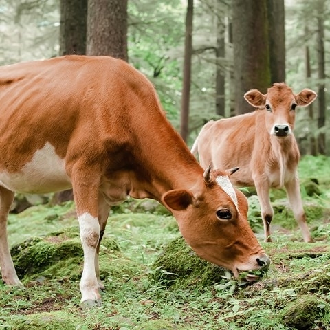 Colostrum – co to jest? Działanie, wskazania, efekty