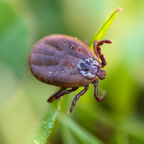 Kleszczowe zapalenie mózgu (KZM) – objawy, jak wykryć?