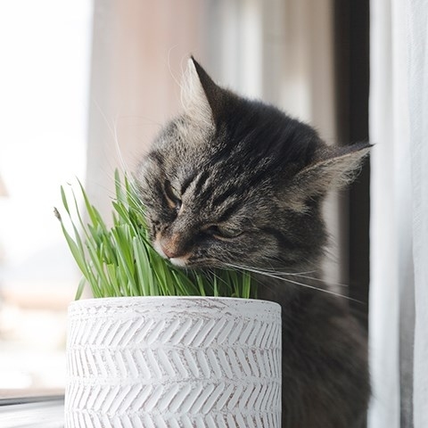 Kocimiętka – rodzaje, właściwości i zastosowanie