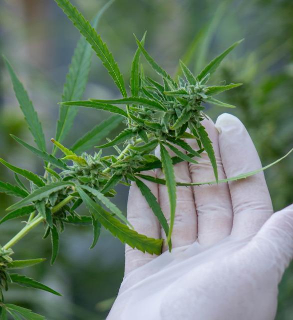 Lecznicze konopie w systemie ochrony zdrowia