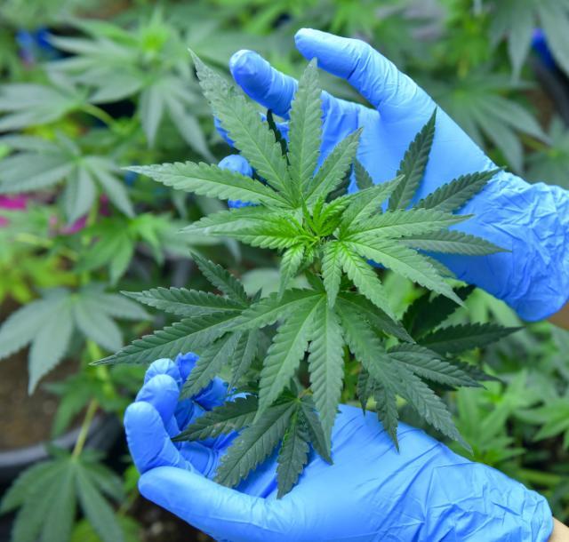 Leki konopne w praktyce klinicznej: bariery rejestracyjne, formy podania i realny profil bezpieczeństwa