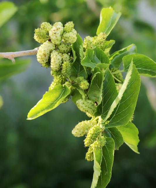 Morwa biała (Morus alba) – jak działa, na co pomaga i czy jest bezpieczna?