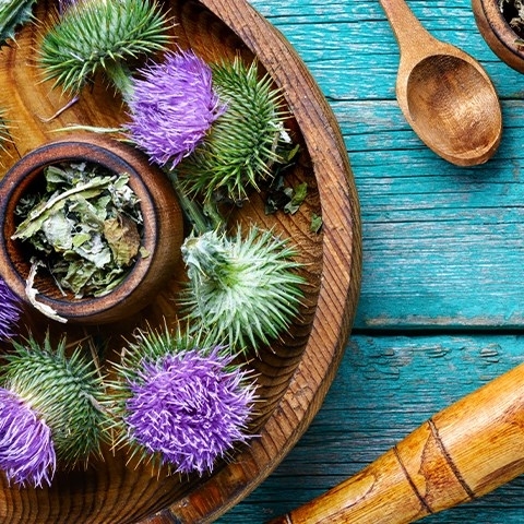 Ostropest plamisty – na co pomaga i jak go stosować?