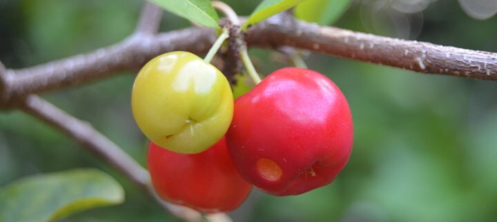 acerola