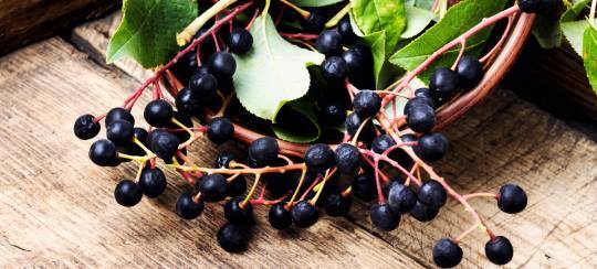 aronia