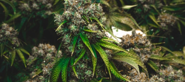 thc