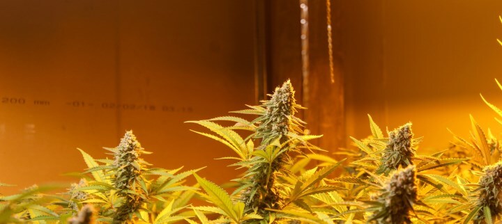 thc