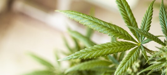 thc