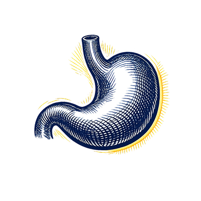 Ilustracja anatomiczna żołądka w stylu ryciny, granat na białym tle