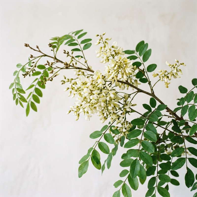 Kwitnący perełkowiec japoński Sophora japonica - źródło kwercetyny FlaviPure