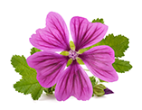 malwa