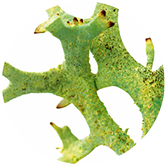 Ekstrakt roślinny 1