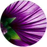 Ekstrakt roślinny 2