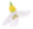 Kwiat