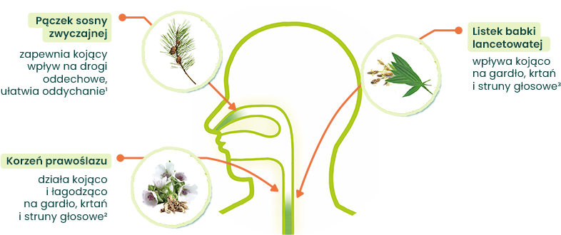 Stodal Plants Nos & Gardło - składniki